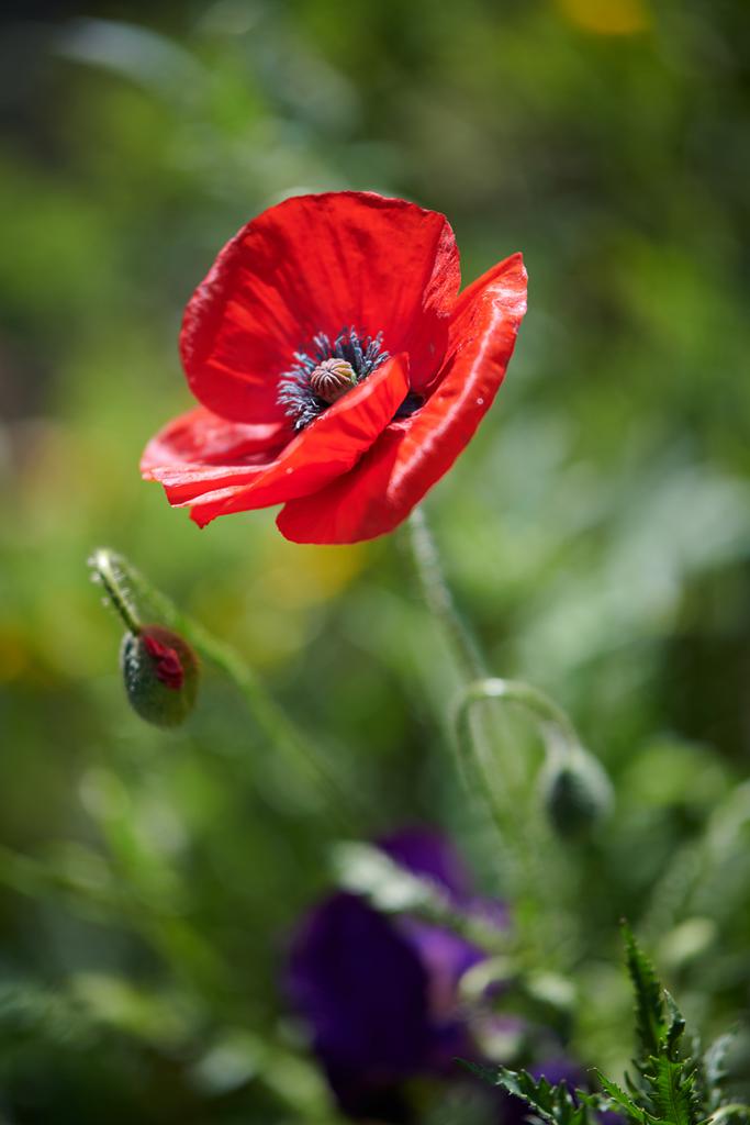 Mohn