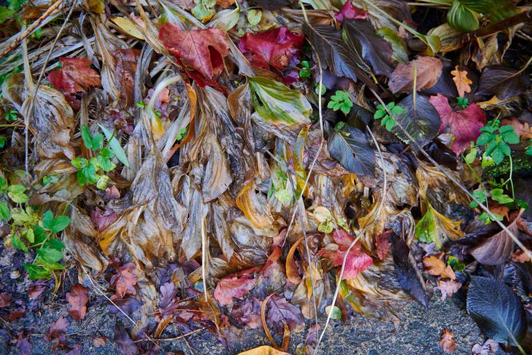 Herbst