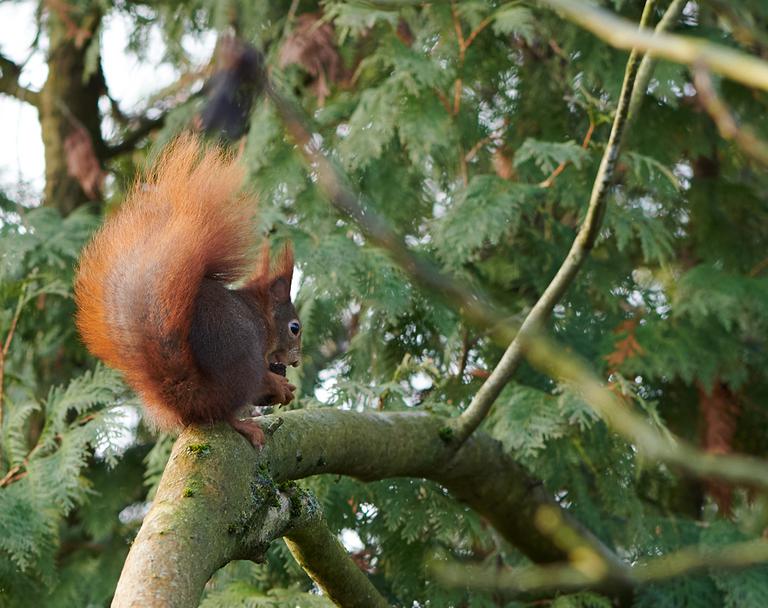 Squirrel